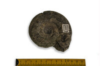 F 01963
<br/>
<br/>
<em></em>